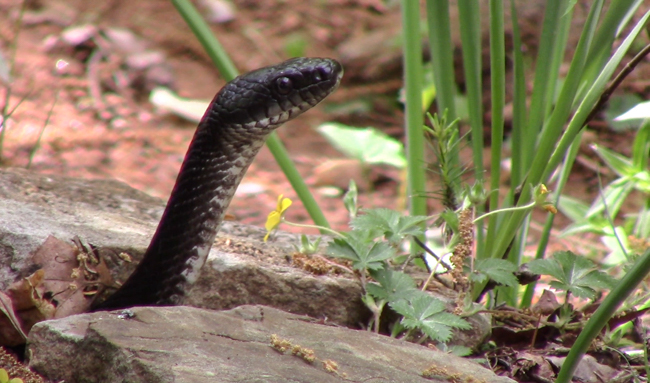 The beautiful black rat snake