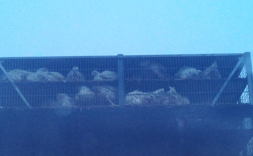 Chickens on a truck